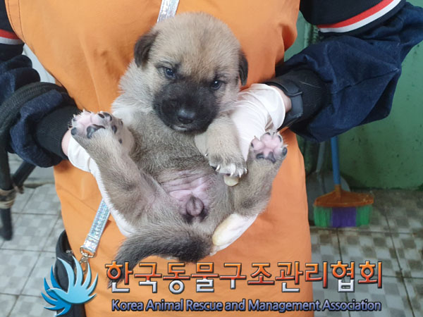 종료(안락사) 믹스…